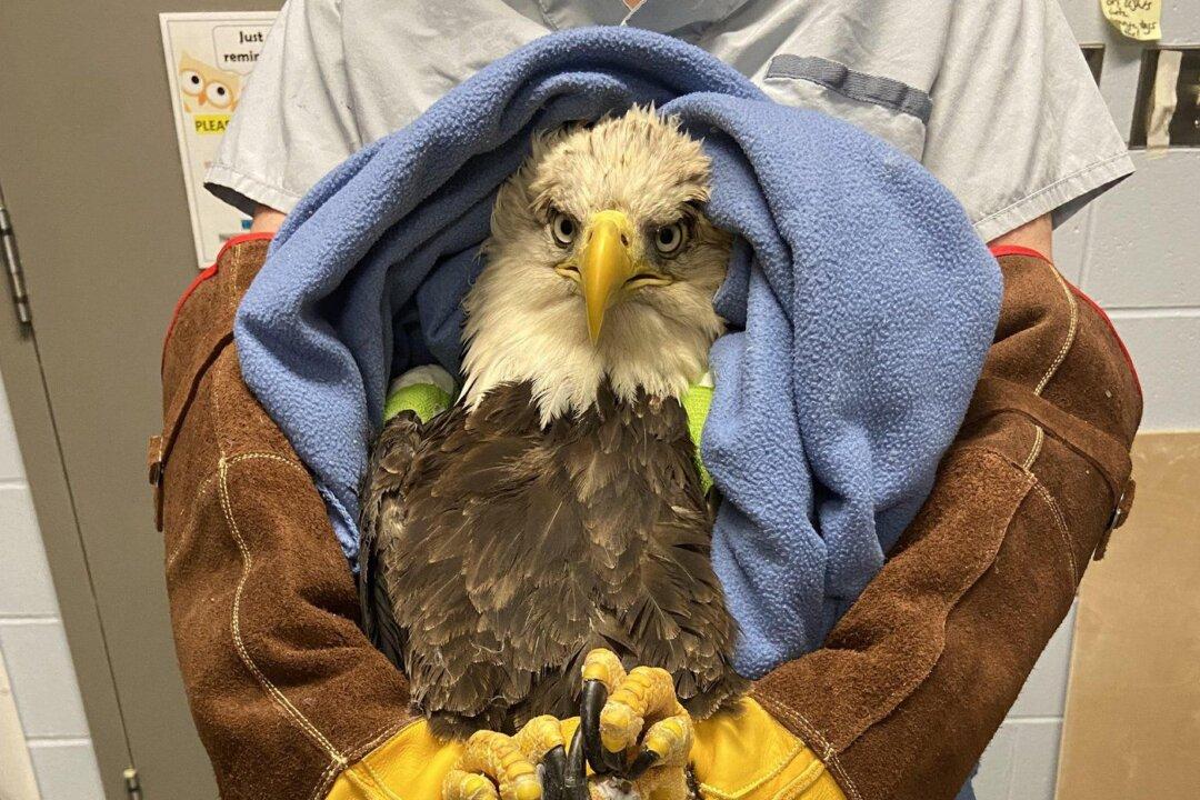 Prince Edward Island Bald Eagle Receives Rare Surgery, Heads to New Home in Halifax