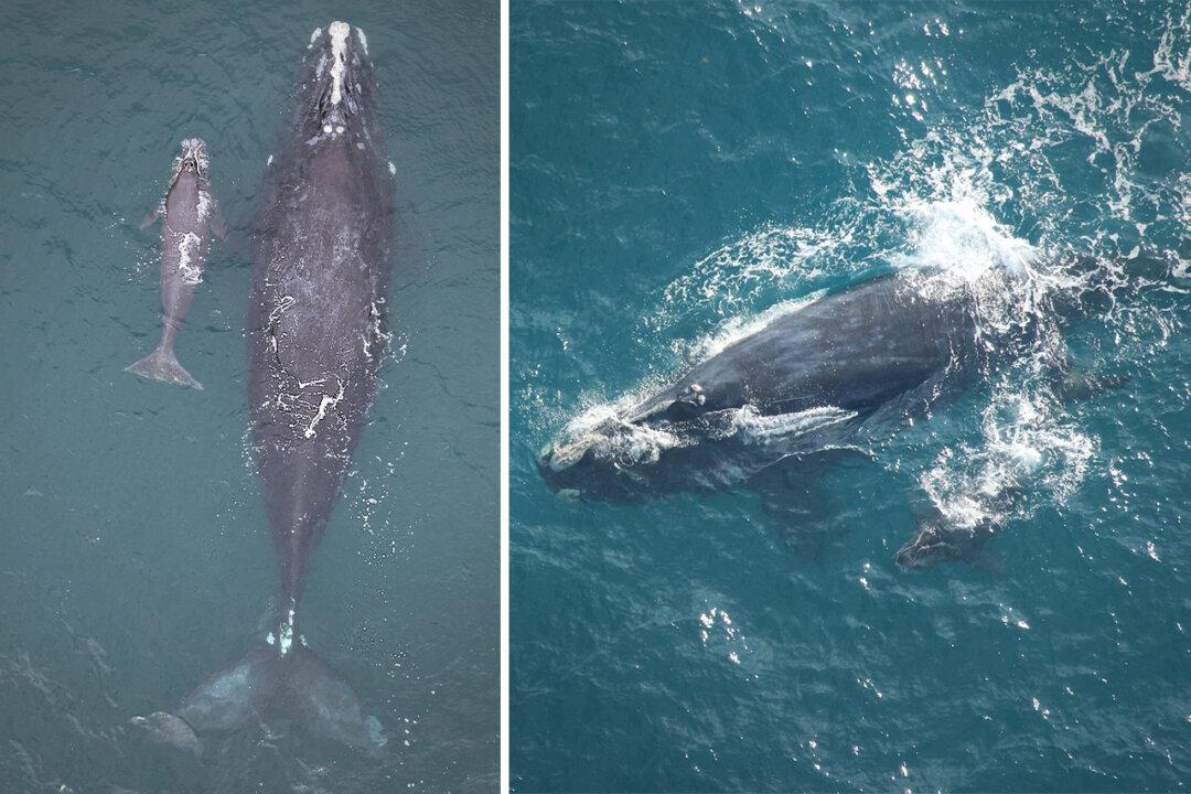 VIDEO: Meet the First Right Whale Calves of the Season—But With 70 Moms Alive, It’s Far Too Few