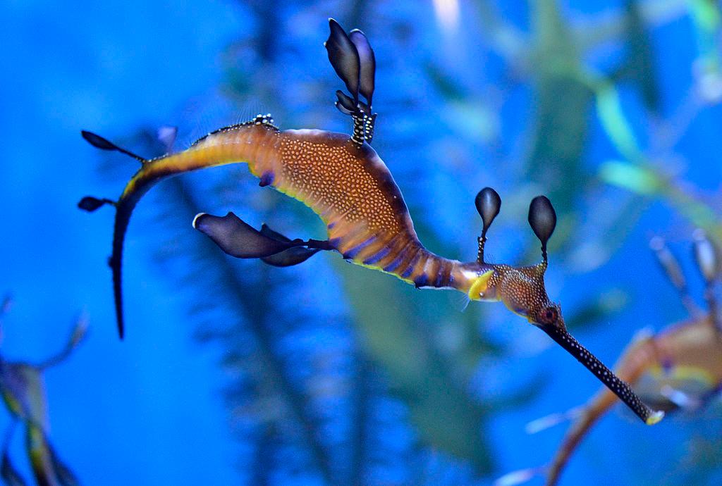 Birch Aquarium Announces Transfer of Eggs to Male Seadragon