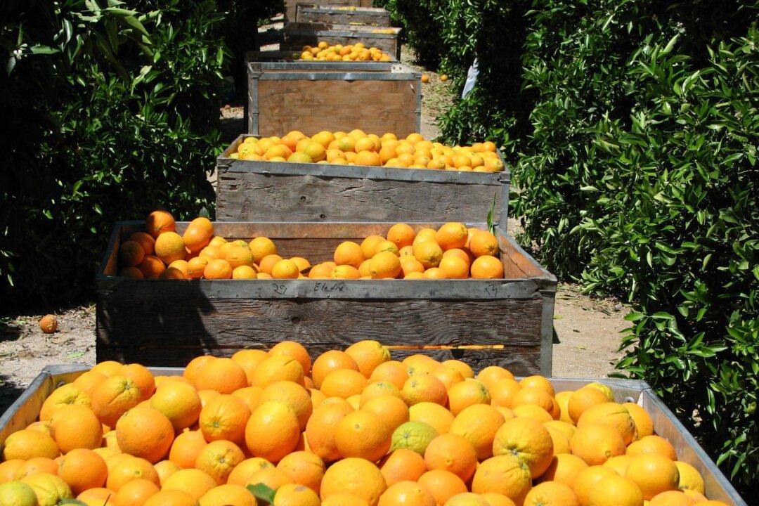 Mail-Order Citrus: Pearson Ranch Delivers California Sunshine From Orchard to Doorstep