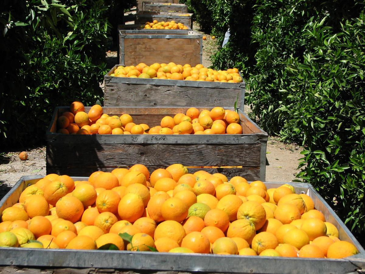 Mail-Order Citrus: Pearson Ranch Delivers California Sunshine From Orchard to Doorstep