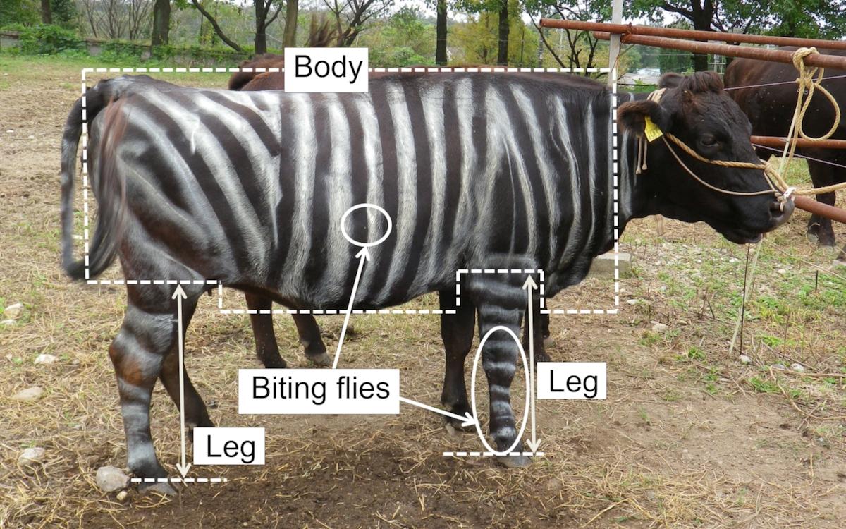 Painting ‘Zebra Stripes’ on Cows Wards Off Biting Flies