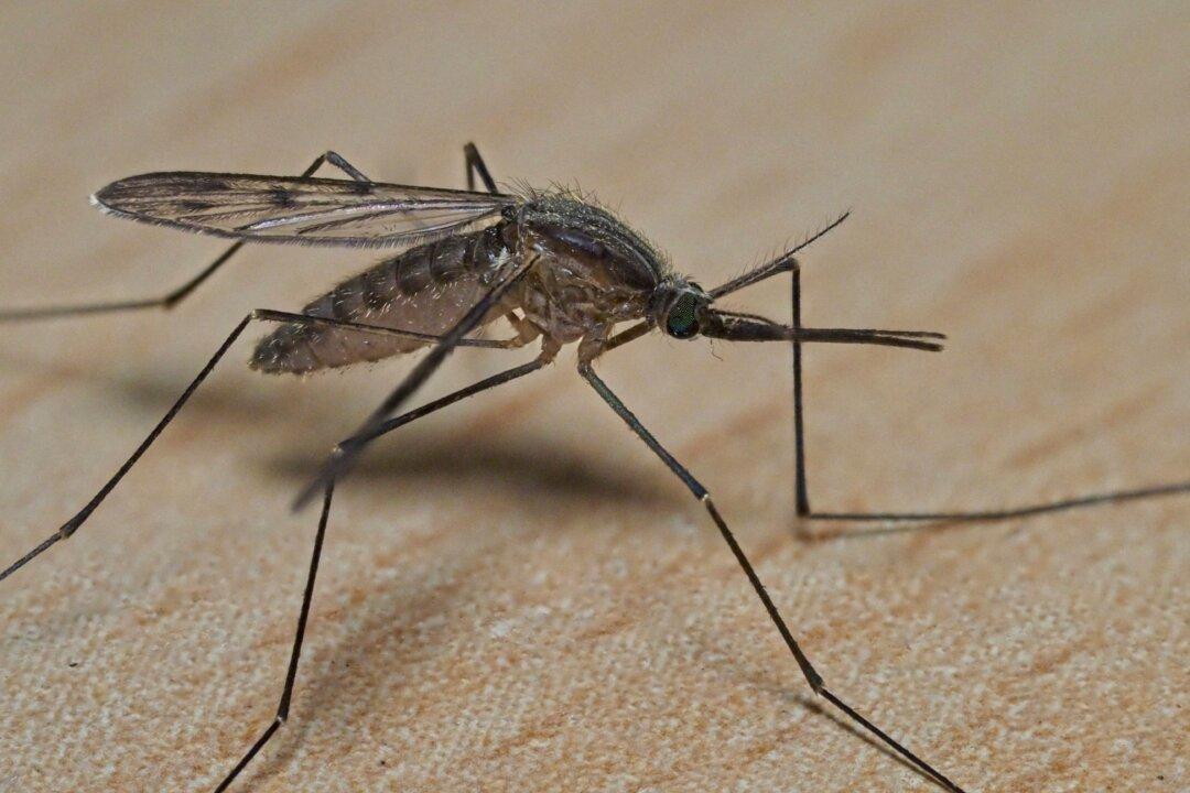 Health Hazard Warnings Issued in NSW and South Australia as Mosquito Population Skyrockets