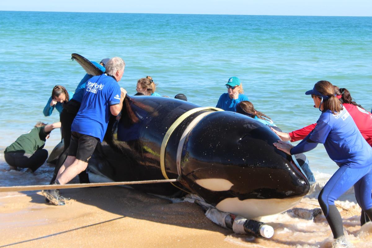 Republican Congressman Calls For Ending Offshore Wind Projects in New Jersey Following Multiple Whale Deaths