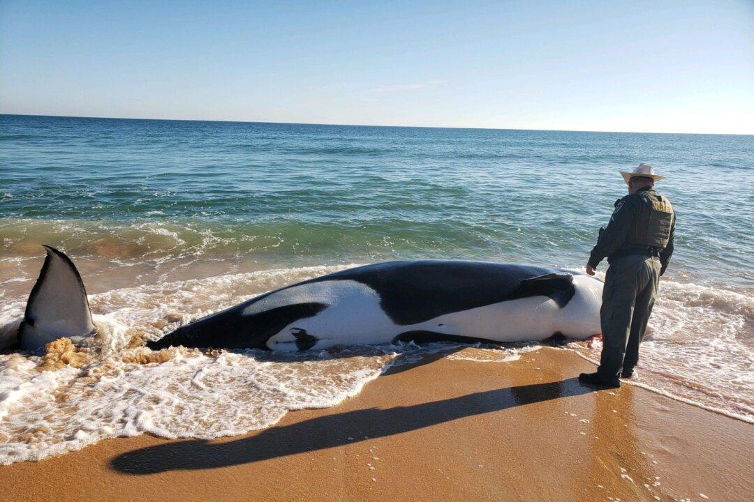 Florida Whale Strands Itself in Palm Coast