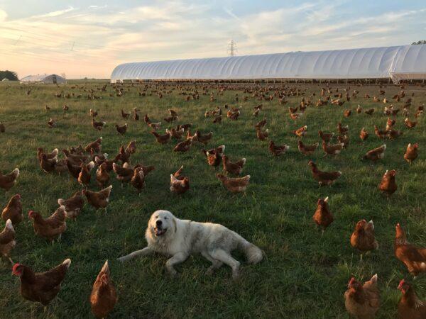 Pokey, sixth son Bruce Hitzfield’s dog, watches over the farm’s hens. (Courtesy of Seven Sons)