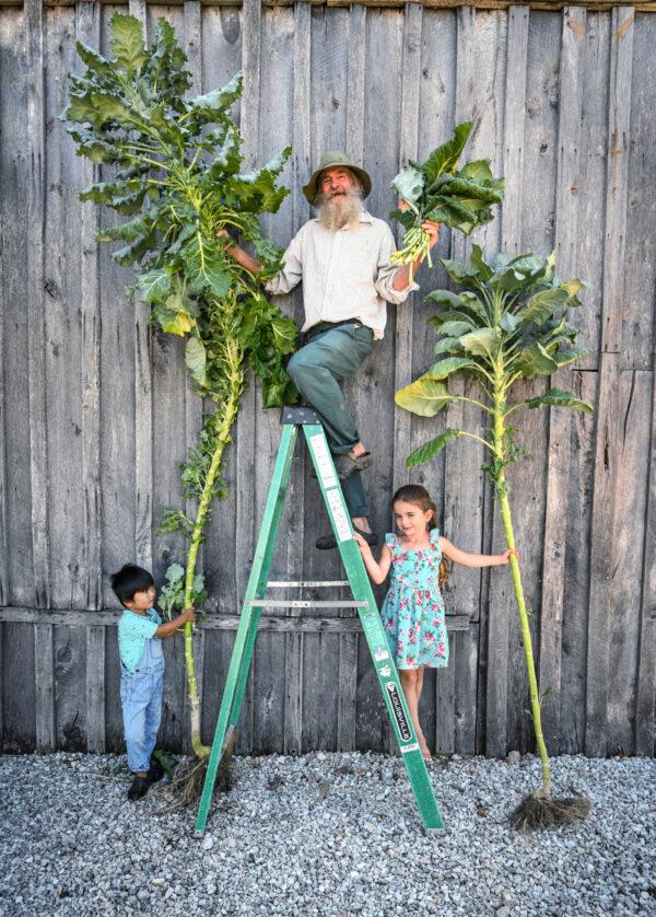 Walking Stick kale is an old variety grown in Europe for centuries, primarily on the island of Jersey, where it was said to grow up to 20 feet tall. Crops grown from Baker Creek’s seeds average 6 to 12 feet. (Baker Creek Heirloom Seed Co./RareSeeds.com)