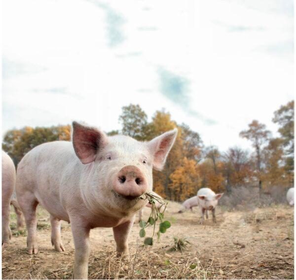 The farm has 300 to 400 hogs that roam free among the woodlands. (Courtesy of Seven Sons)