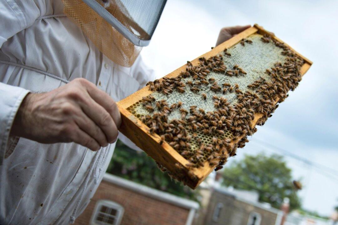 USDA Approves Honeybee Vaccine to Target ‘American Foulbrood’ Disease