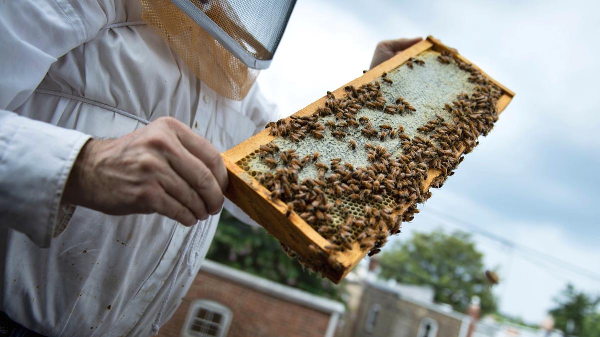 USDA Approves Honeybee Vaccine to Target ‘American Foulbrood’ Disease