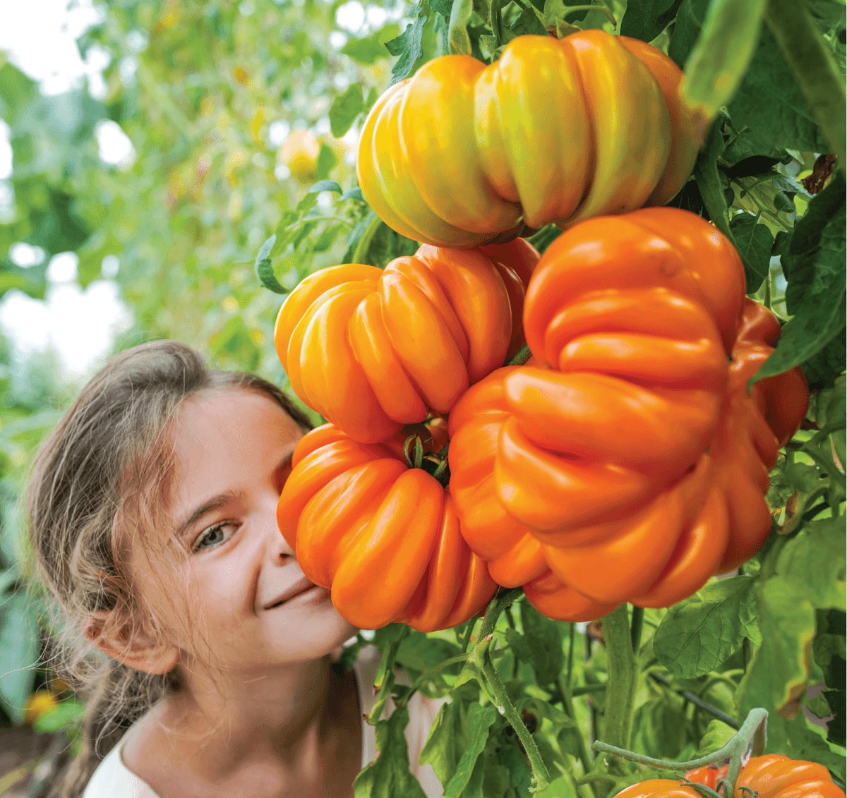 Orange Accordion tomatoes boast juicy, meaty flesh and can easily reach 20 ounces each. (Baker Creek Heirloom Seed Co./RareSeeds.com)