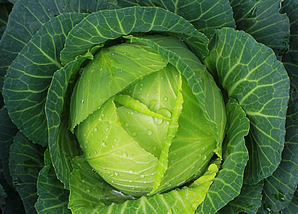 The Softer, Sweeter Side of Cabbage