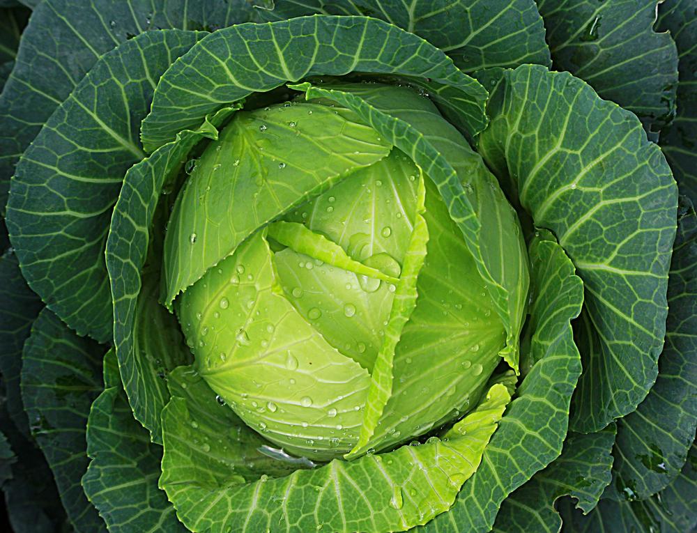 The Softer, Sweeter Side of Cabbage