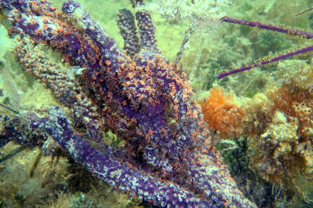 Hong Kong University Study Finds Reward and Punishment System in Coral-Algae Relationship