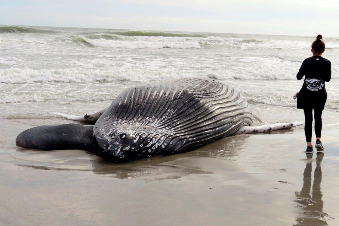 Oregon Preparing for Floating Offshore Wind Farms As Concern Over Whale Deaths Grows