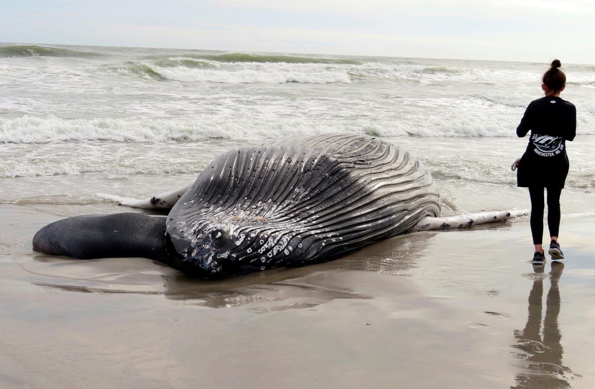 Oregon Preparing for Floating Offshore Wind Farms As Concern Over Whale Deaths Grows