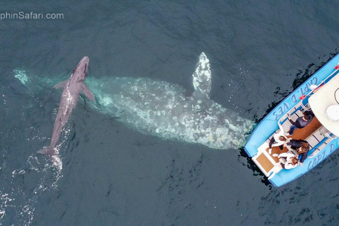 VIDEO: Migrating Gray Whale Gives Birth to Calf in Front of Ecstatic California Whale Watchers