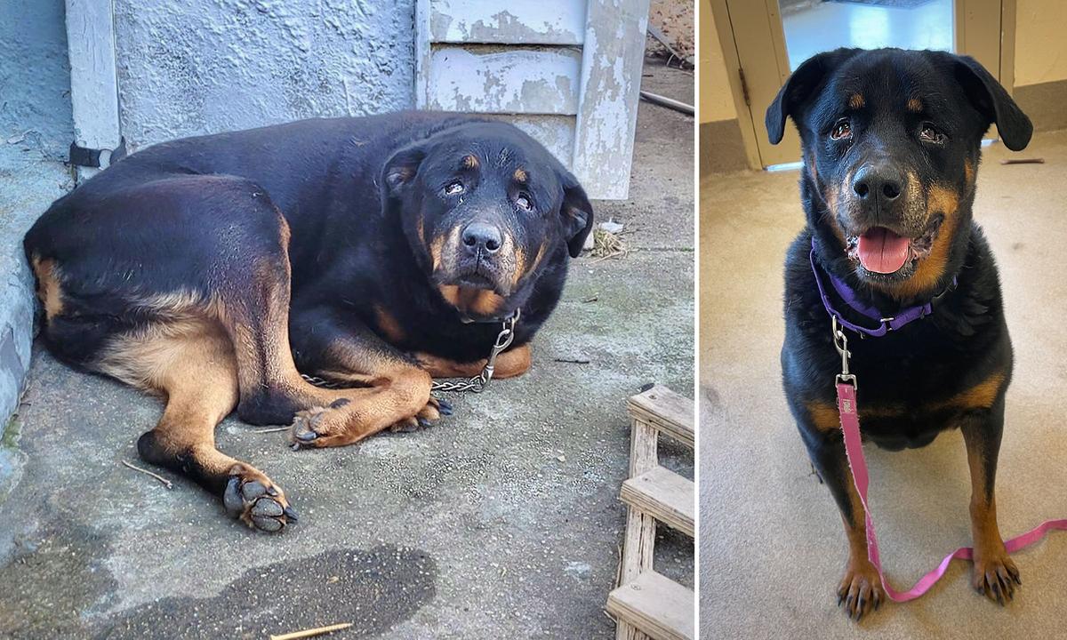 Police Find Abandoned Pup Chained Up in Freezing Cold for 3 Nights Over Christmas, Find Her Shelter