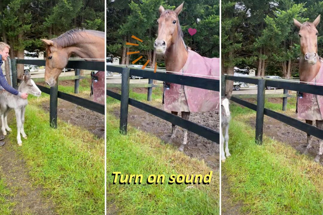 VIDEO: Mare Who Lost Baby ‘Adopts’ Gypsy Colt Rejected by Mom—Listen to Her Adorable Reaction