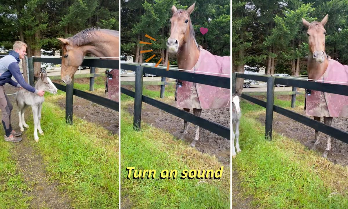 VIDEO: Mare Who Lost Baby ‘Adopts’ Gypsy Colt Rejected by Mom—Listen to Her Adorable Reaction