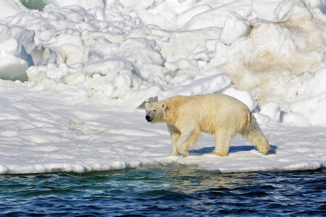 Polar Bear Kills Woman, Boy in Remote Alaska Village
