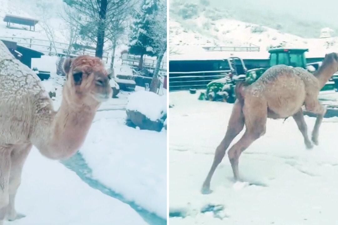 VIDEO: Baby Camel Jumps for Joy Seeing Snow for the First Time, Runs to Call His Goat Friends
