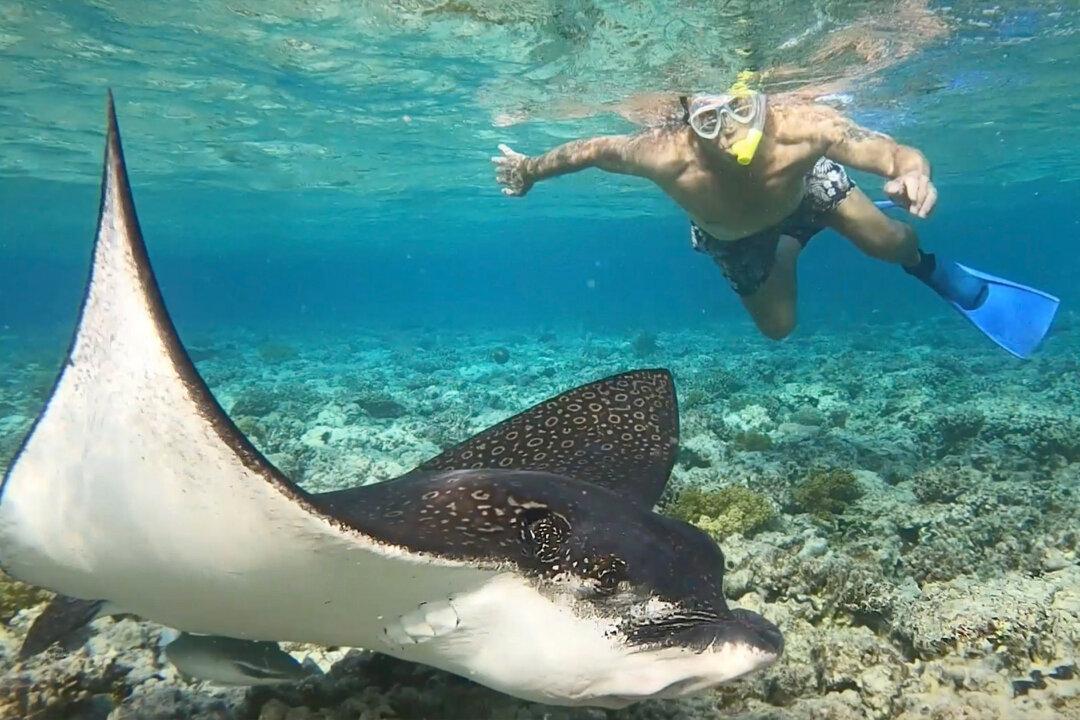 VIDEO: 70-Year-Old Snorkeler Stunned as Huge, Lethal Leopard Ray Swims by Just Inches Away