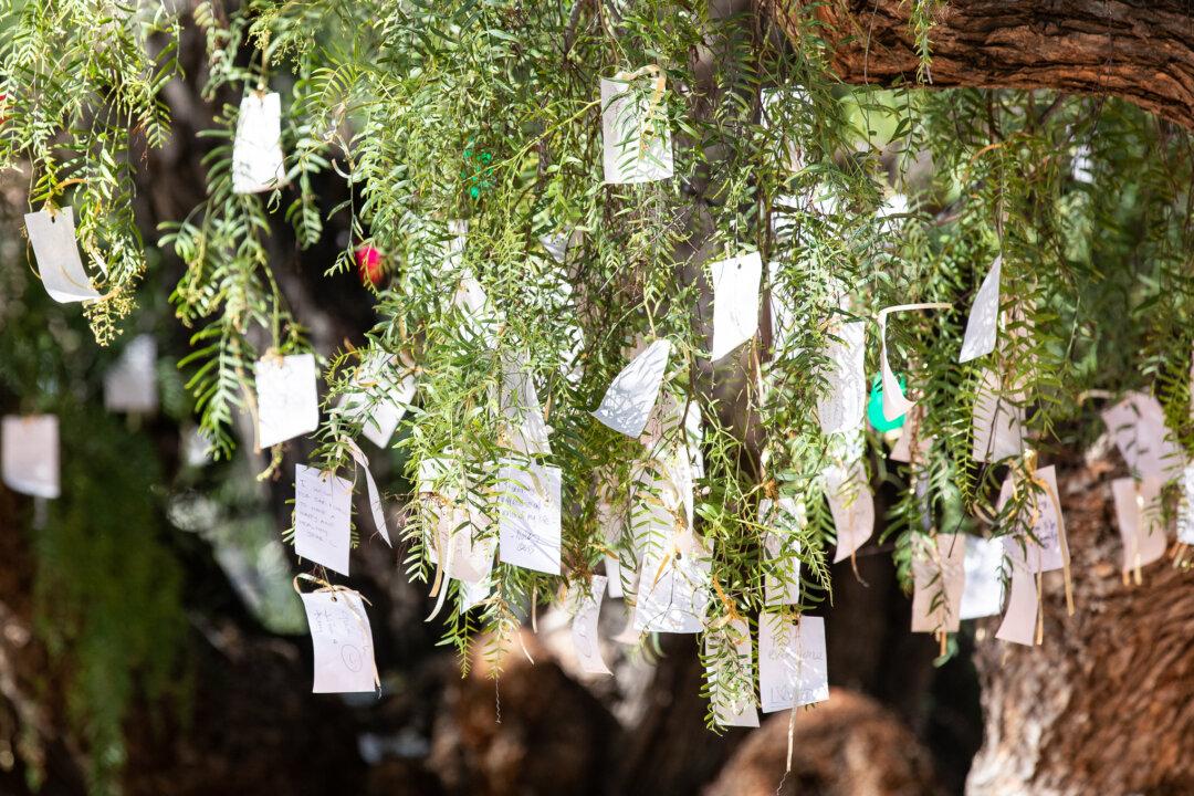 ‘Wishing Tree’ at Sherman Library and Gardens Draws Crowds as Event Soon Ends