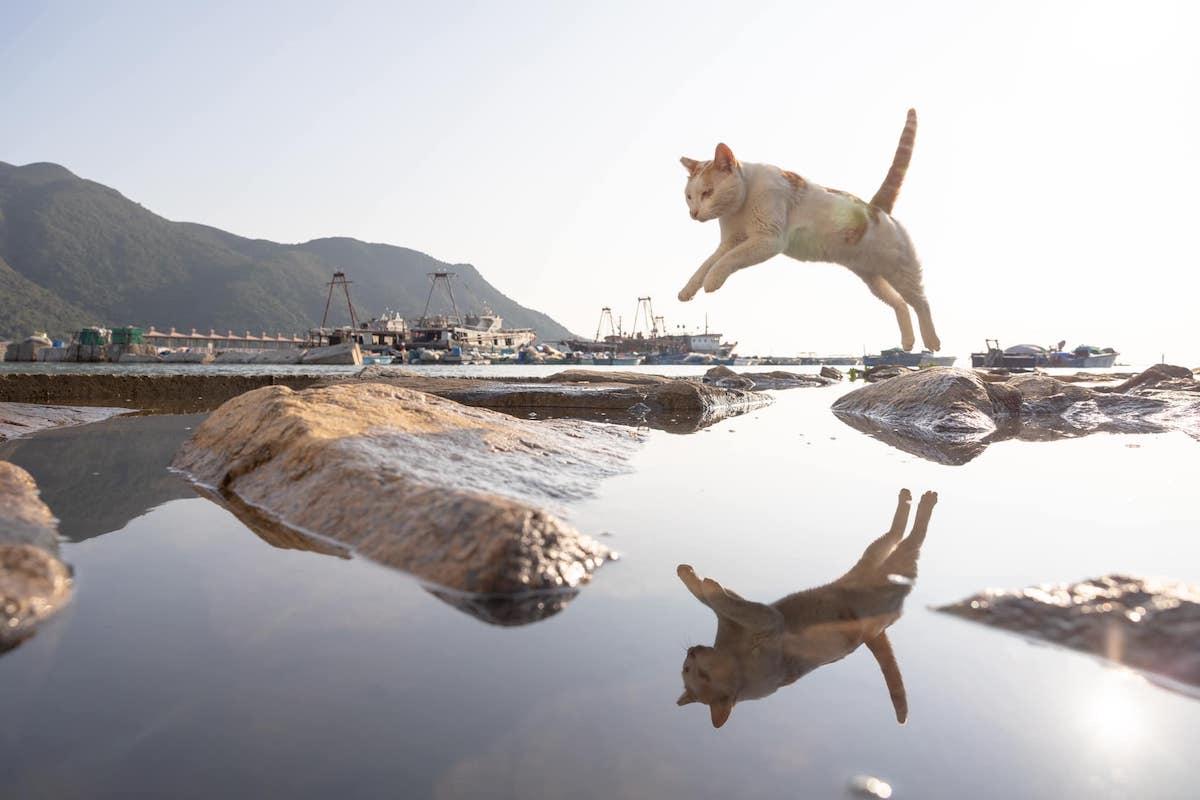 Stray Cats in a Fishing Village