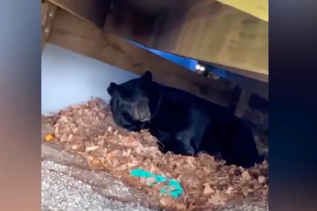 Connecticut Family Shocked to Find a Bear Under Their Backyard Deck but Decide Not to Bother Him