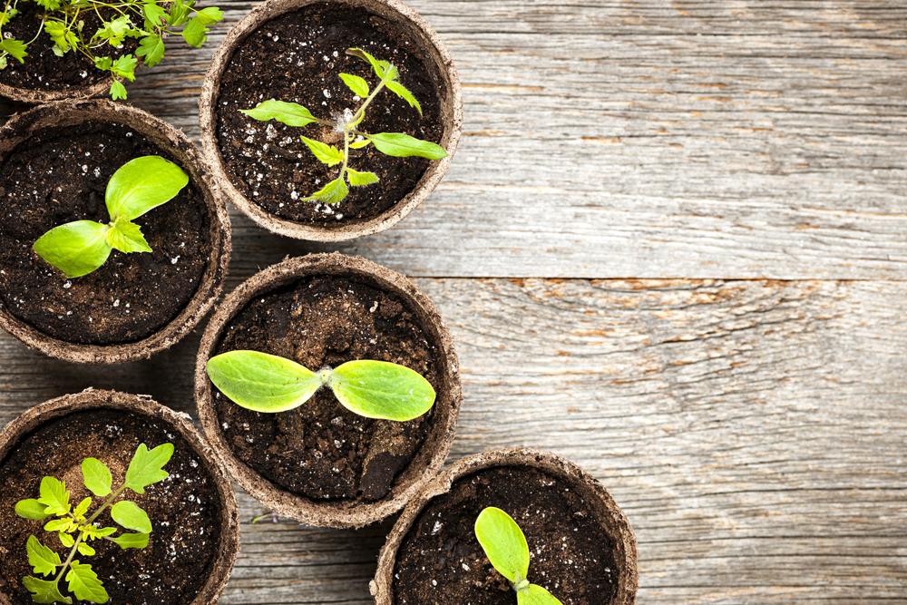 Starting from seed takes some extra time and work, but will save you money. (Elena Elisseeva/Shutterstock)