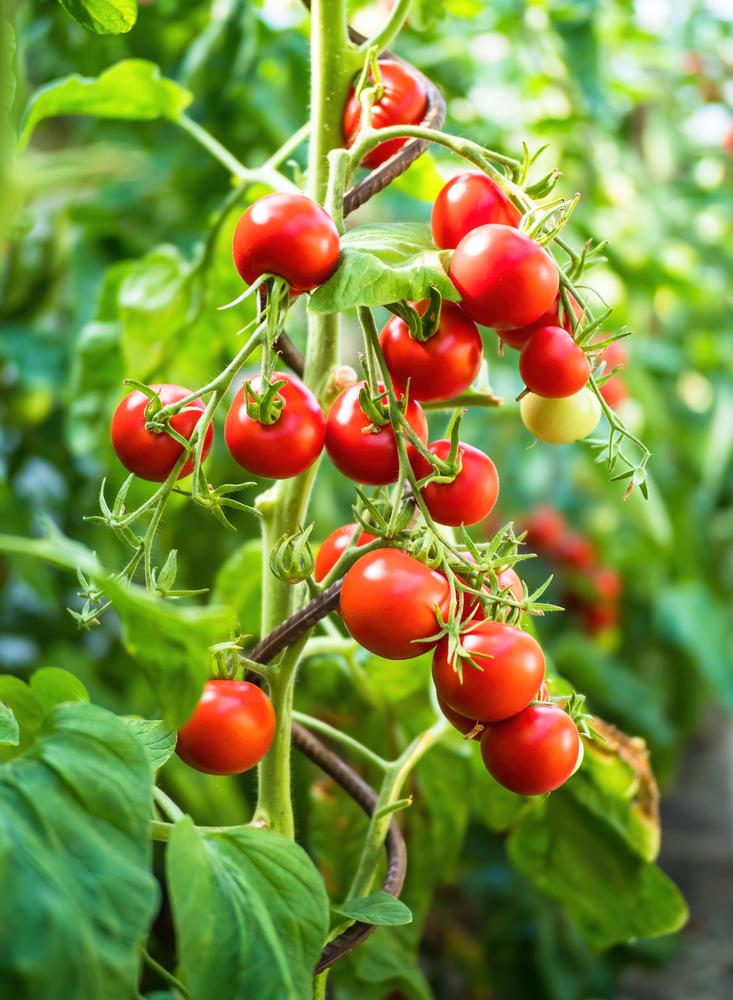 Tomatoes are one of the easiest and most popular seeds to start indoors.(Digihelion/Shutterstock)