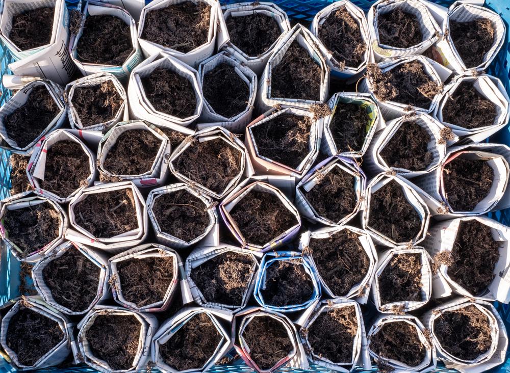 If you start seeds in biodegradable containers, they can be planted pot and all to avoid disturbing the roots. (Lois GoBe/Shutterstock)