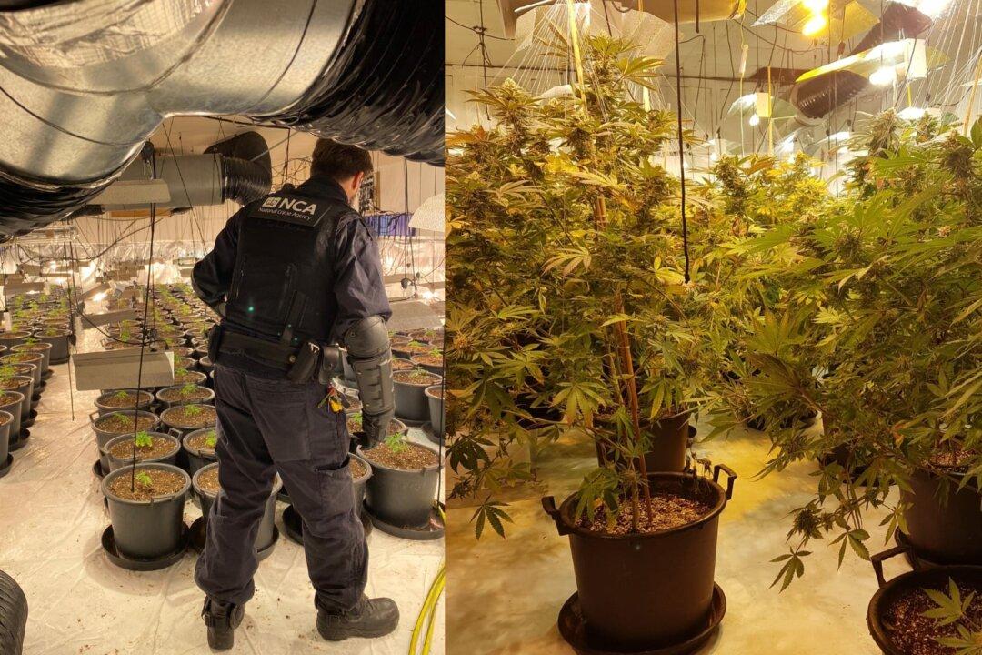 Growth of UK Cannabis Farms Has Seen Corresponding Rise in Violent Robberies, Say Experts