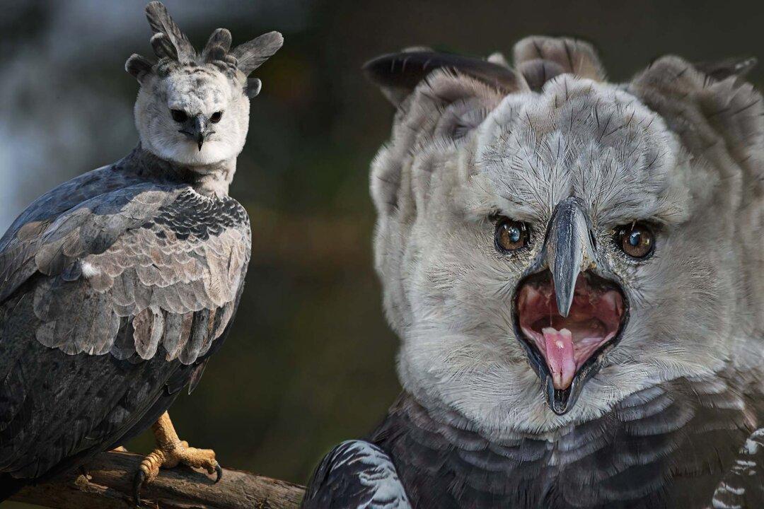 This Giant Bird of Prey Is The Most Powerful Eagle on Earth With Talons Bigger Than a Grizzly Bear’s Claws