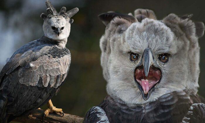 This Giant Bird of Prey Is The Most Powerful Eagle on Earth With Talons Bigger Than a Grizzly Bear’s Claws