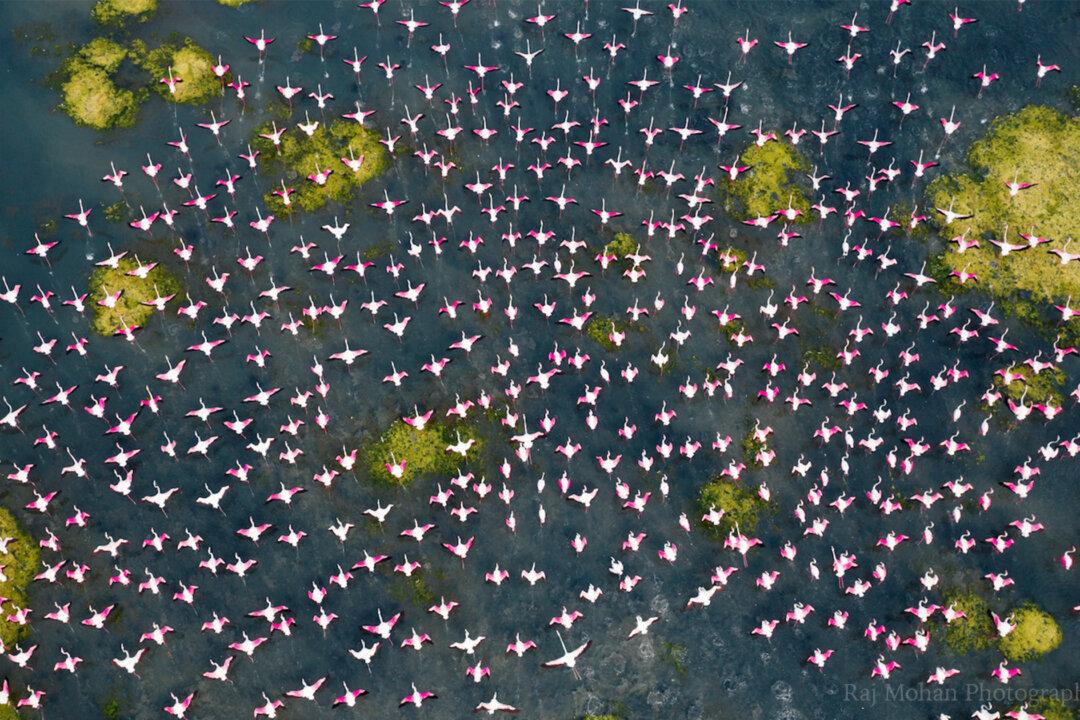 PHOTOS: Drone Images of India’s Great Flamingo Migration, Dangerous Roads in the Himalayas, and More