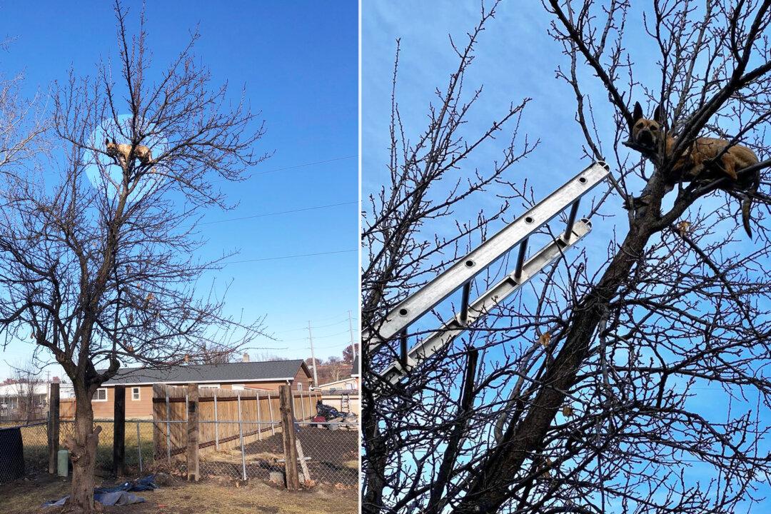 ‘Definitely Not a Cat’: Dog Stuck in a Tree After Chasing a Squirrel Is Rescued by Fire Crew