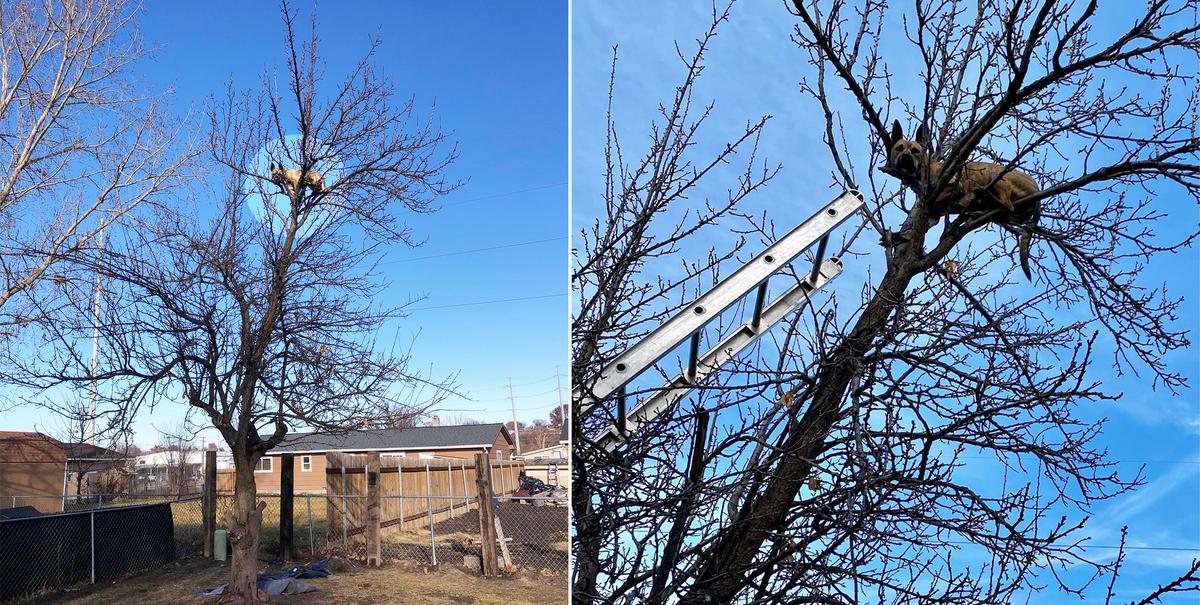 ‘Definitely Not a Cat’: Dog Stuck in a Tree After Chasing a Squirrel Is Rescued by Fire Crew