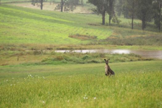 A kangaroo is seen in the rain in Sydney, Australia on March 22, 2021. (Mark Kolbe/Getty Images)