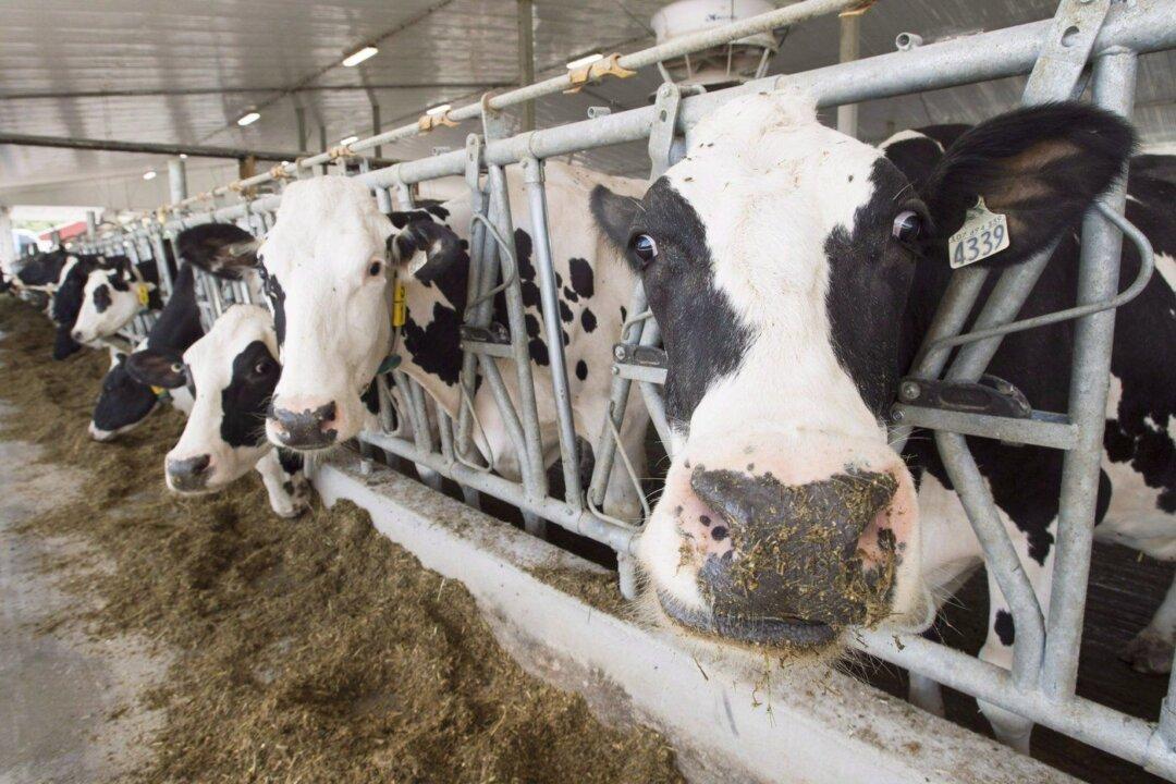 US Senators Call for Trade Crackdown on Canada Over Dairy Quotas, Digital Policies