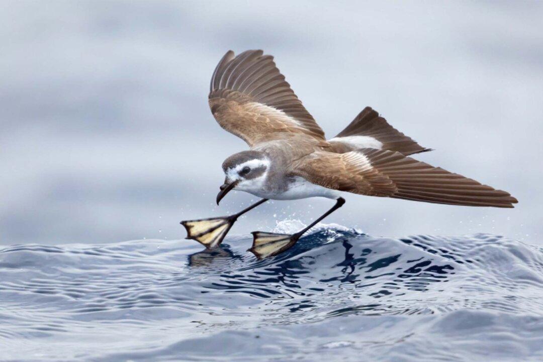 Feast Your Eyes: BirdLife Australia Photography Awards Showcase the Diversity and Magnificence of Australian Birds