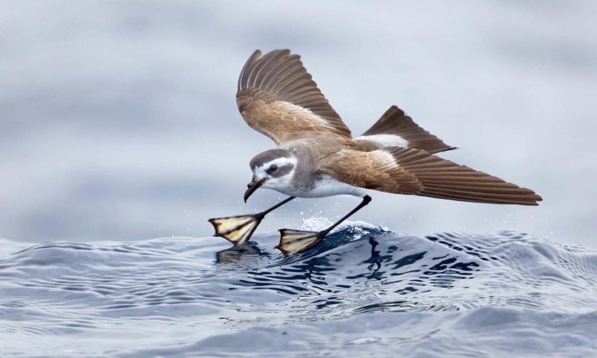 Feast Your Eyes: BirdLife Australia Photography Awards Showcase the Diversity and Magnificence of Australian Birds