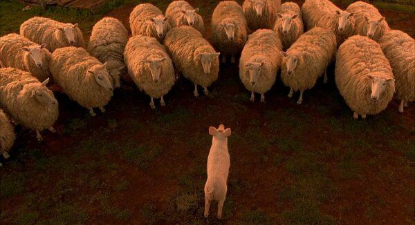Babe talks to the sheep on Hoggett's farm, in "Babe." (Universal Pictures)