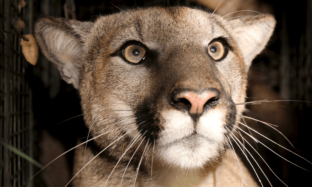 Mountain Lion, P-81, Found Dead on Pacific Coast Highway
