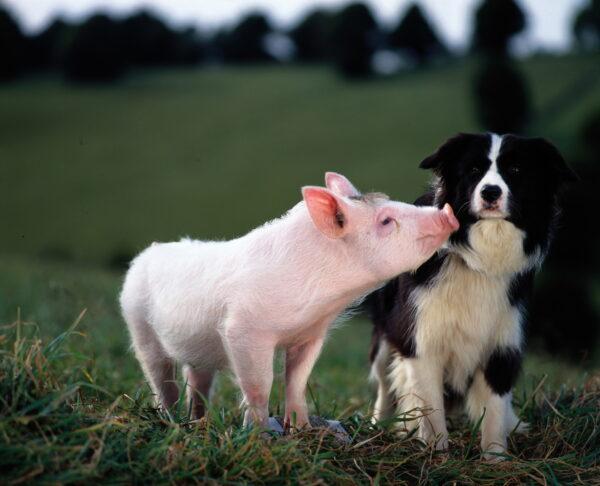 Babe (voiced by Christine Cavanaugh) and Fly (voiced by Miriam Margolyes) live on Hoggett's farm, in "Babe." (Universal Pictures)