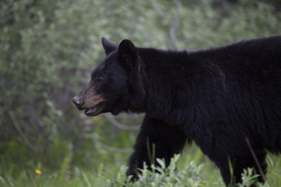 Bear Rips Tents, Tries to Enter Vehicle at Campground on Vancouver Island