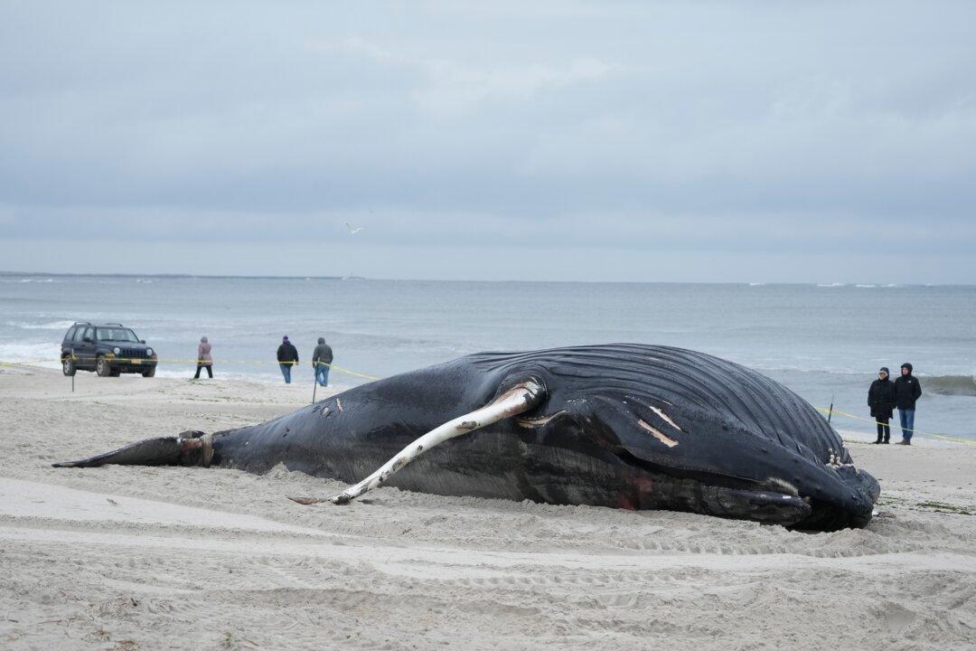 ‘Unprecedented’ Rise in Whale Deaths Along East Coast Prompts Calls for Moratorium of Offshore Wind Farms