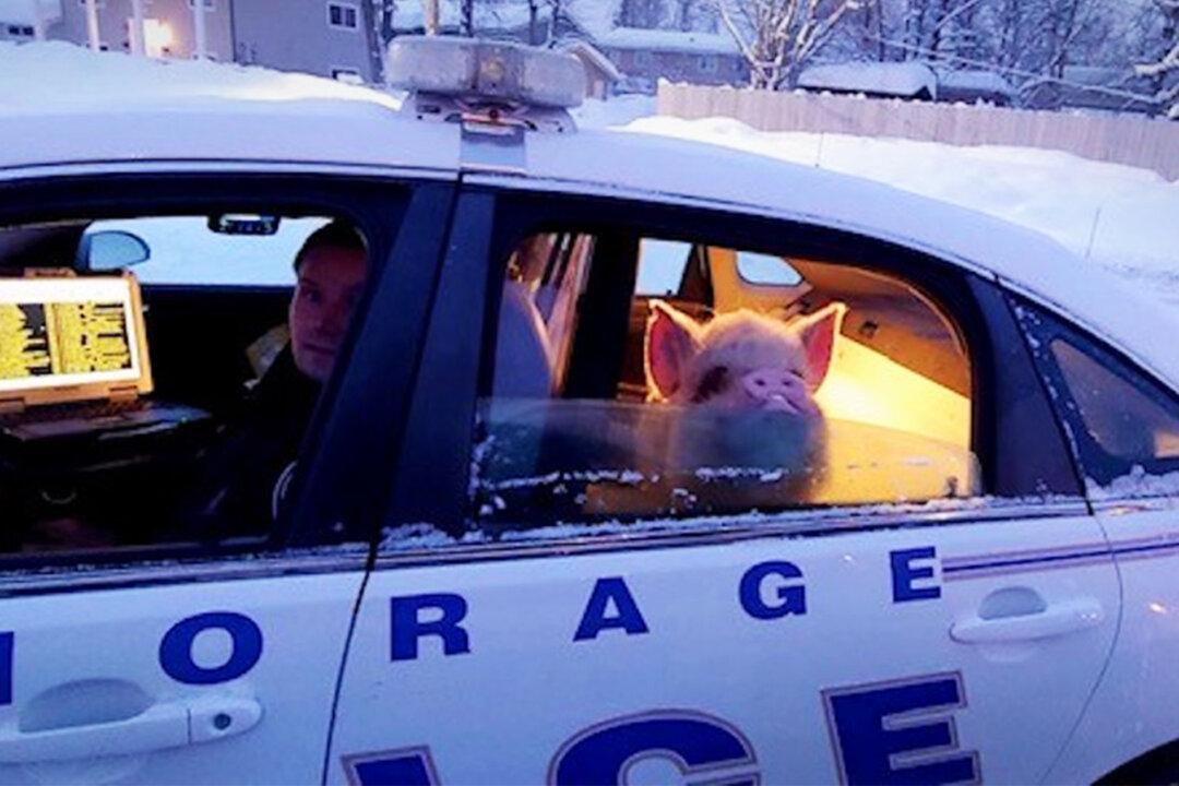 Alaska Police Give Pig Who ‘Looked Cold’ a Ride Home After Call From a Concerned Citizen