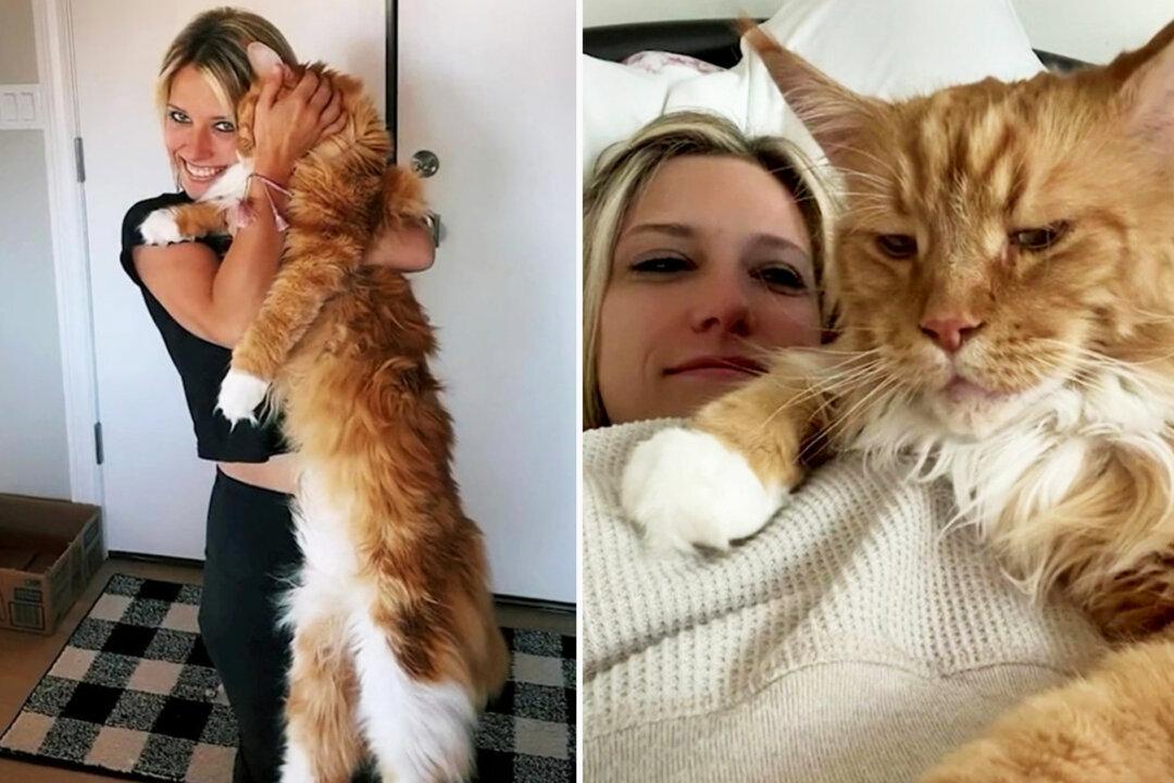 This Giant Maine Coon Is So Big It’s Already the Average Height of a 9-Year-Old Kid